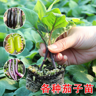 ���������������Ժ���һ̖�Ϻ��L�ѾG�޼޽Ӹ߮aС�߲����ȫ�ļ�