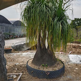 2501 Nursery Supply Bottle Orchid Height 1- 4m Potted Plants Drought Tolerant Plants Desert Greenhouse Potted Plants