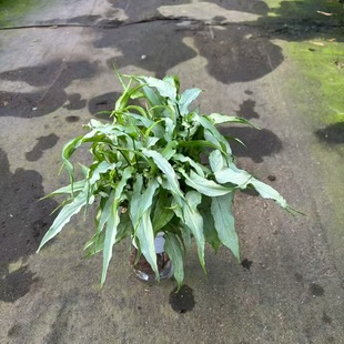 �V�ݻ���ֱ�N�Ϲ������ԏS��ֱ�N���_�lƱ�҃Ȼ����^�p�ԾGֲ����