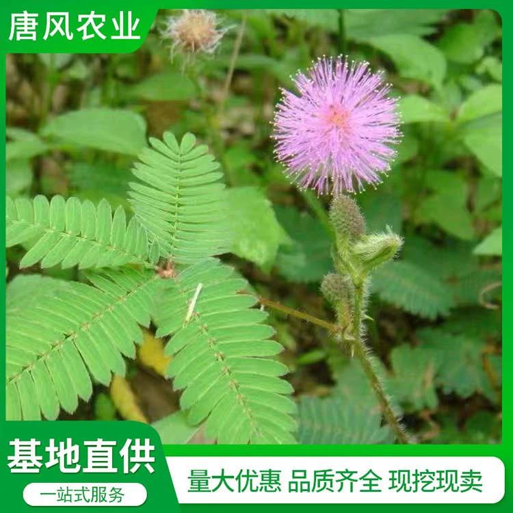 Оптовая Продажа с фабрики семена мимозы семена цветов растений мимозы в горшках легко выращивать за четыре сезона