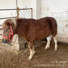 �������^�^�p��ͯ�T�˰��R �����O���m���R ��܇�R ���R�Bֳ��