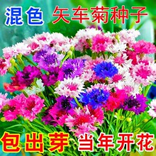 批发矢车菊种子波斯菊园林公园景观花海美丽乡村绿化四季易种易活