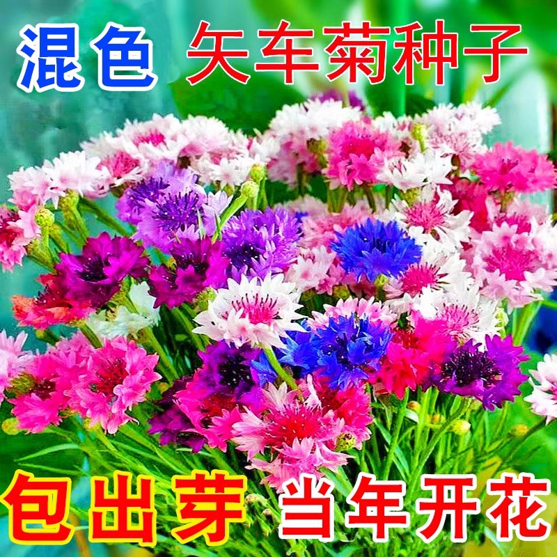 批发矢车菊种子波斯菊园林公园景观花海美丽乡村绿化四季易种易活