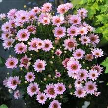 С�r�ջ��N���ļ��_���҃����̨ͥԺ·߅�Nֲ����x���Ի��ܷN��