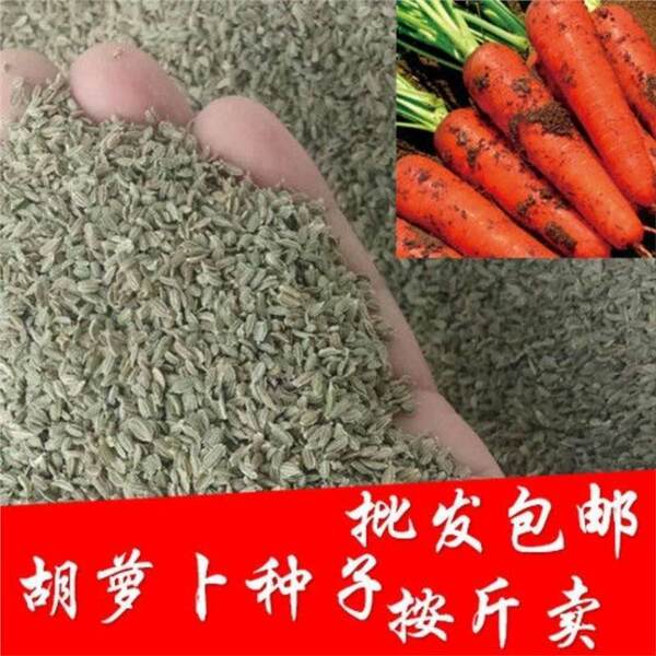 One pound of carrot seeds