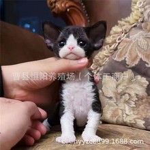 ���ľ�ë؈���N�ڰ��_Ę��ͫ�pѪ�yС؈�仢���{�۾���؈��۰l؛