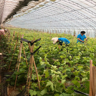 Supply of Grape Saplings, Easy to Survive Grafted Grape Saplings, How Much Does 2-Year Summer Black Grape Saplings Cost?