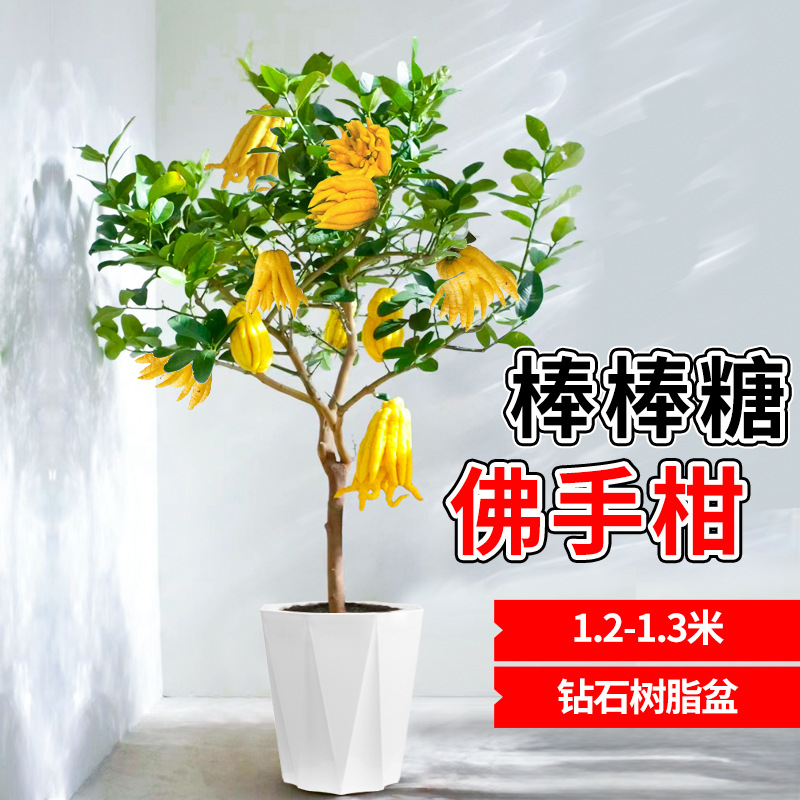 프리미엄 롤리팝 베르가못 1.2- 1.3m [화이트 레진 다이아몬드 세면대]