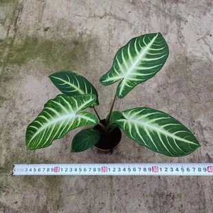 ����ֱ�N90/110ǧ�����҃�С���Ի��� �����^�~ֲ��Ϲ���