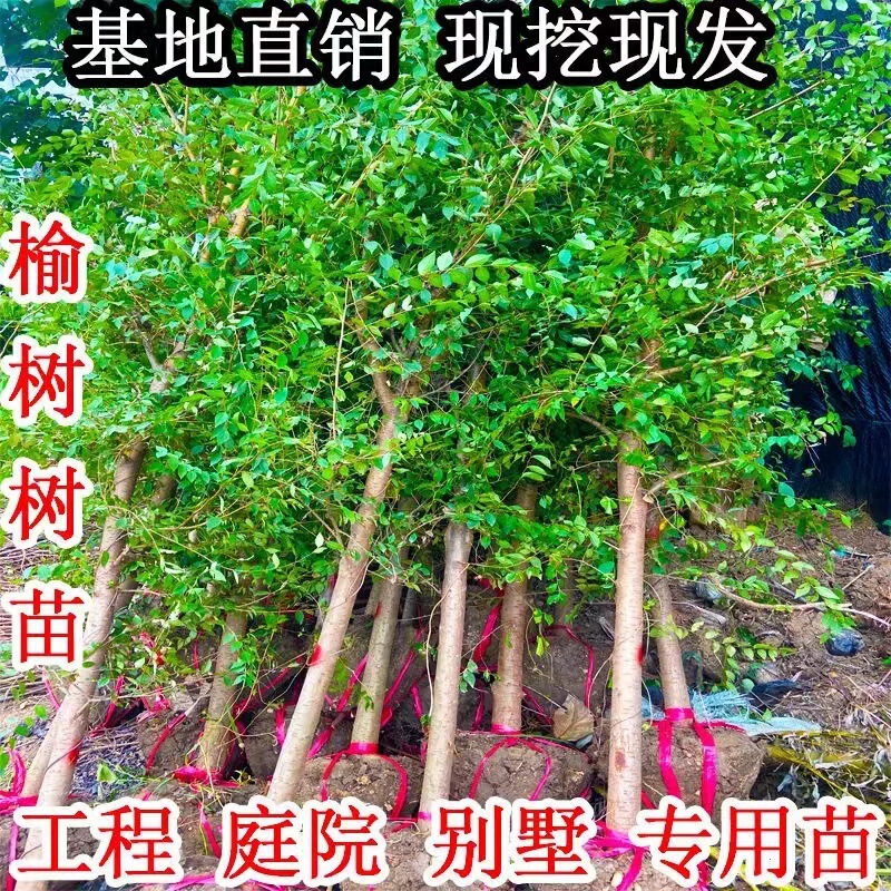 Elm Saplings, Elm Seedlings, White Elm Saplings, Courtyard Scenery, Edible Saplings, Road Park Greening, Cold-Resistant Saplings