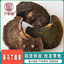 产地批发暴马丁香桑黄   杨树桑黄 紫油桑黄 马蹄桑黄 灵芝菌大货