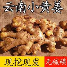云南小黄姜新鲜嫩姜生姜批发月子姜香辣调味新鲜蔬菜净重9斤批发