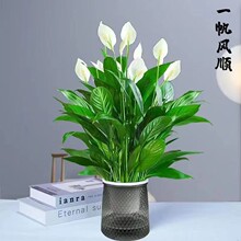 一帆风顺年宵花卉绿植物盆栽水培白掌室内客厅摆放耐寒冷净化空气