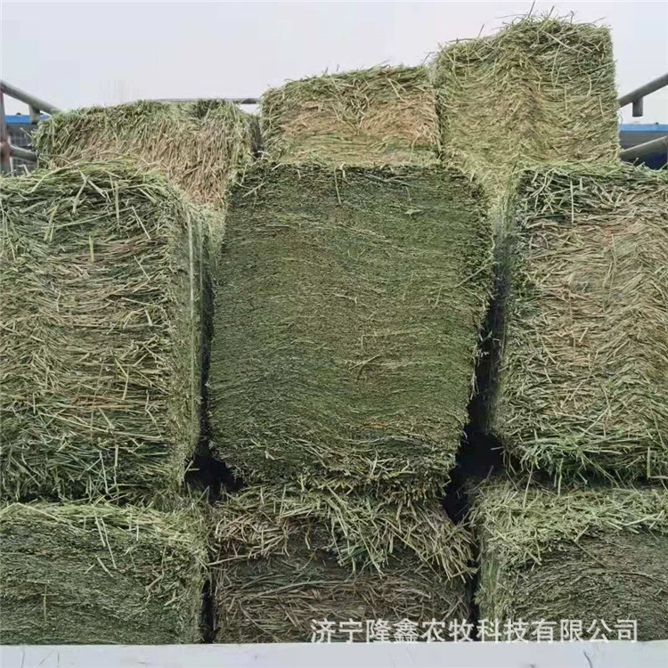 Where can I sell 苜蓿 哪里 哪里 哪里 哪里 哪里 哪里 哪里 哪里 哪里 哪里 哪里 哪里 哪里 哪里 哪里 哪里 哪里 哪里 苜蓿 苜蓿 苜蓿 苜蓿 苜蓿 苜蓿 哪里 哪里 苜蓿 哪里 哪里 哪里 哪里 哪里 哪里 哪里 哪里 哪里 哪里 哪里