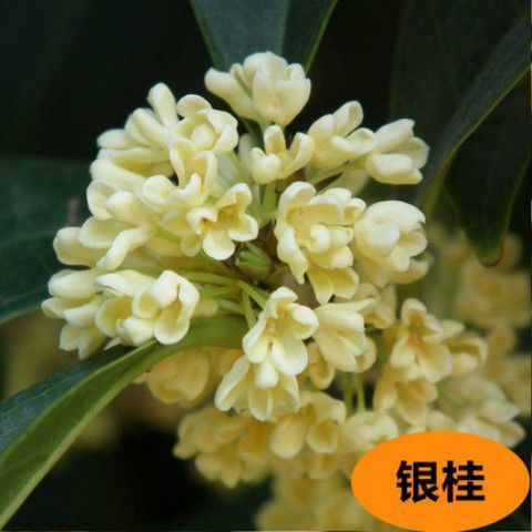 선택【은계수】