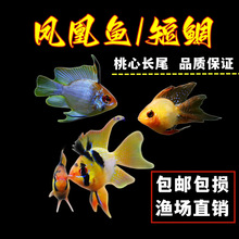 �^�p�~�Ꭷ�~�����~���ӌ��{���m��늹����˲�ȹ�����P���~���]