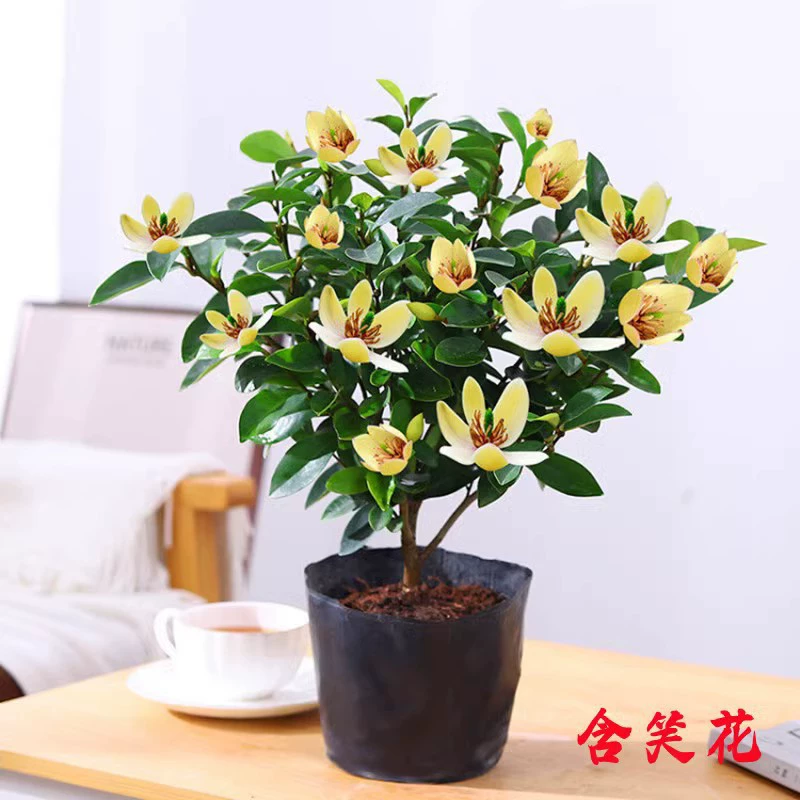 Смолящиеся растения: рассада цветов, рассада ароматных деревьев в горшках, вечнозеленые растения для всех сезонов, для двора, балкона, для использования в помещении и на улице, бонсай для двора, бонсай для дома