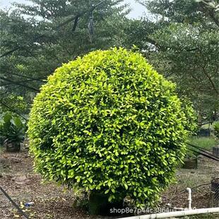 �S���S�����S�������l��45-300����
