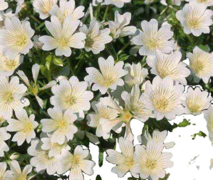 Ȼ֬Cropure Meadowfoam׳ػ