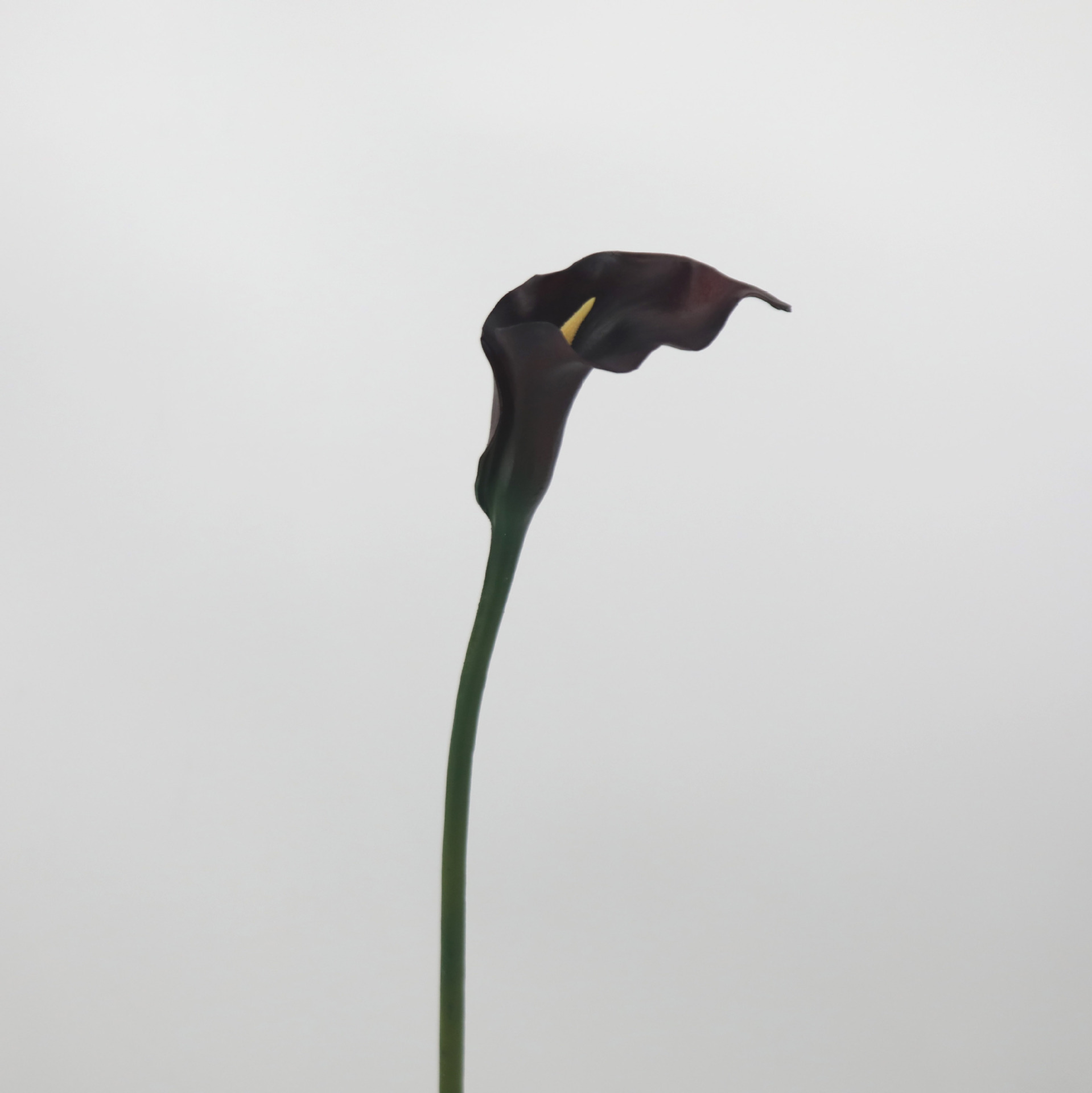 검정과 보라색