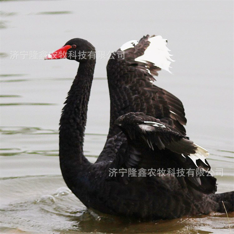 Сколько стоит саженец черного лебедя? Где есть саженцы черного лебедя