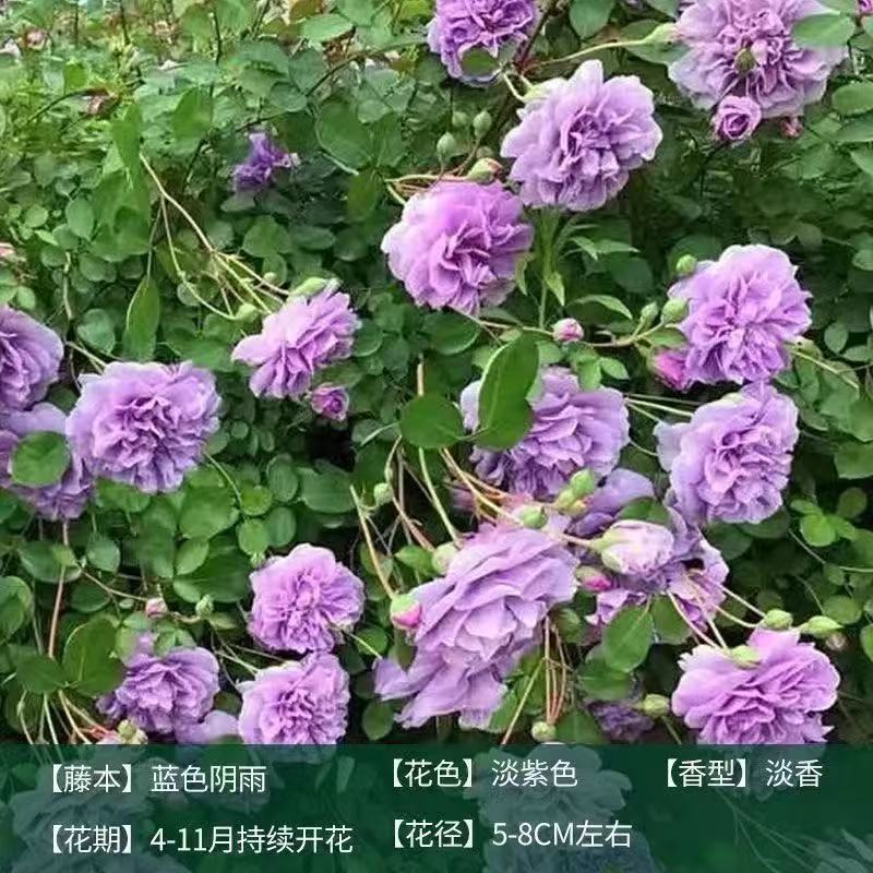 향기로운 큰 꽃 [이중 파란색] 푸른 비 [사계절 꽃이 피다]