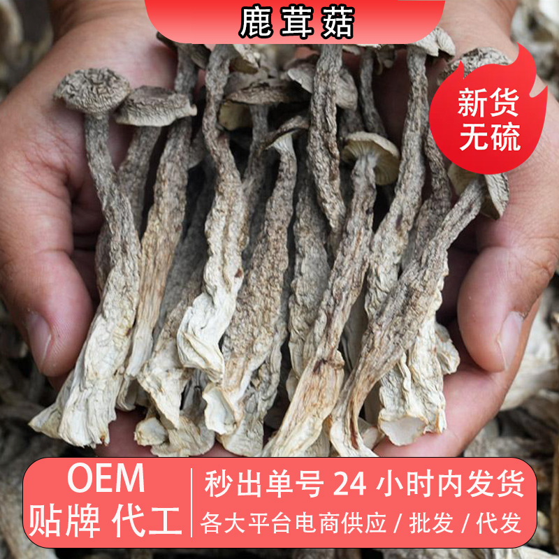 鹿茸菇 干货鹿茸菇食用菌泡发煲汤炒菜净重500克新货无硫批发代发