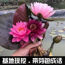 【带花苞】池塘水培植物睡莲耐寒鲜花水养鱼缸庭院阳台成品莲花