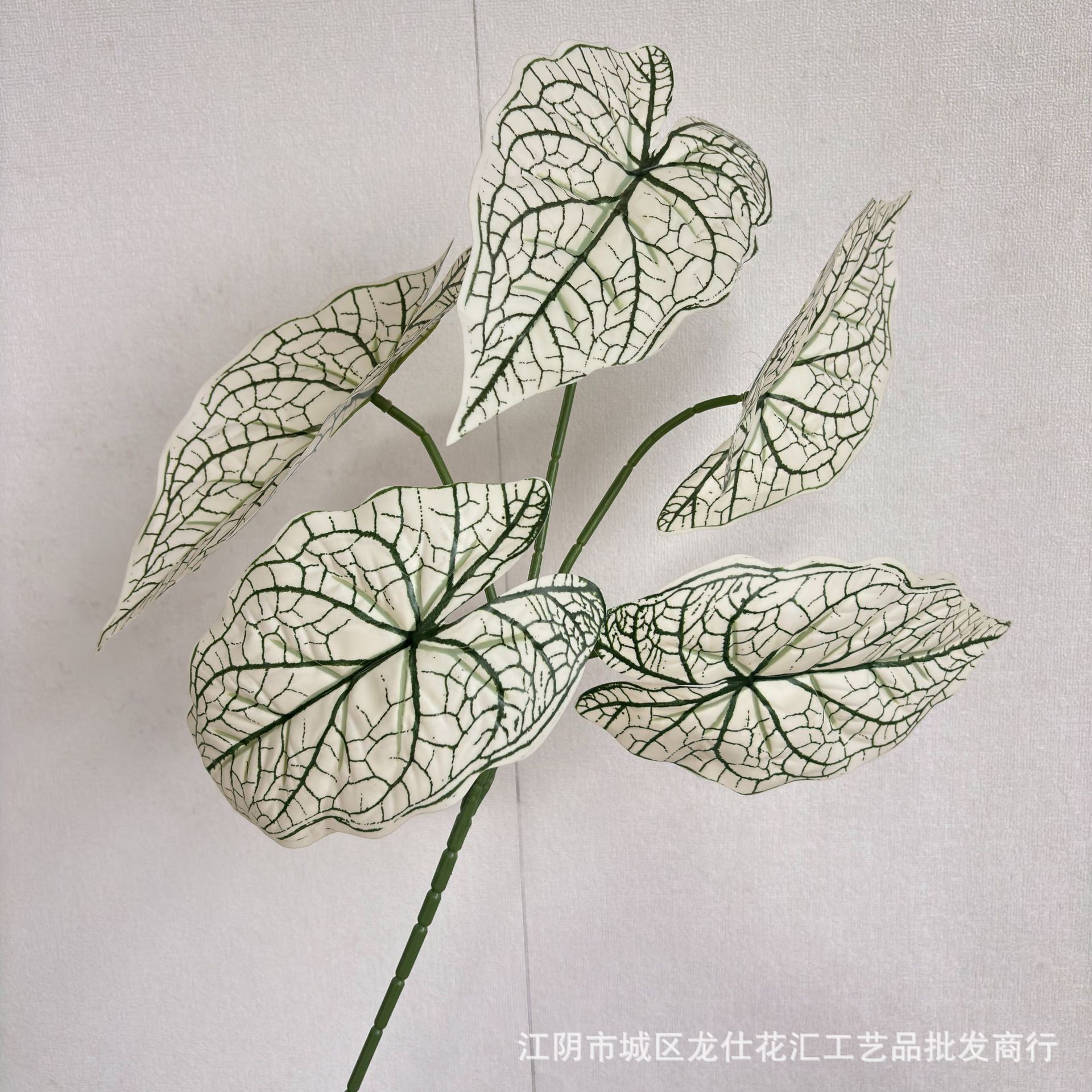 Hojas grandes de taro, suaves al tacto, en colores blanco y verde.