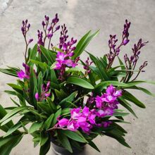 带花苞澳洲香水石斛兰带懒人好养可水培高端花卉绿植盆栽