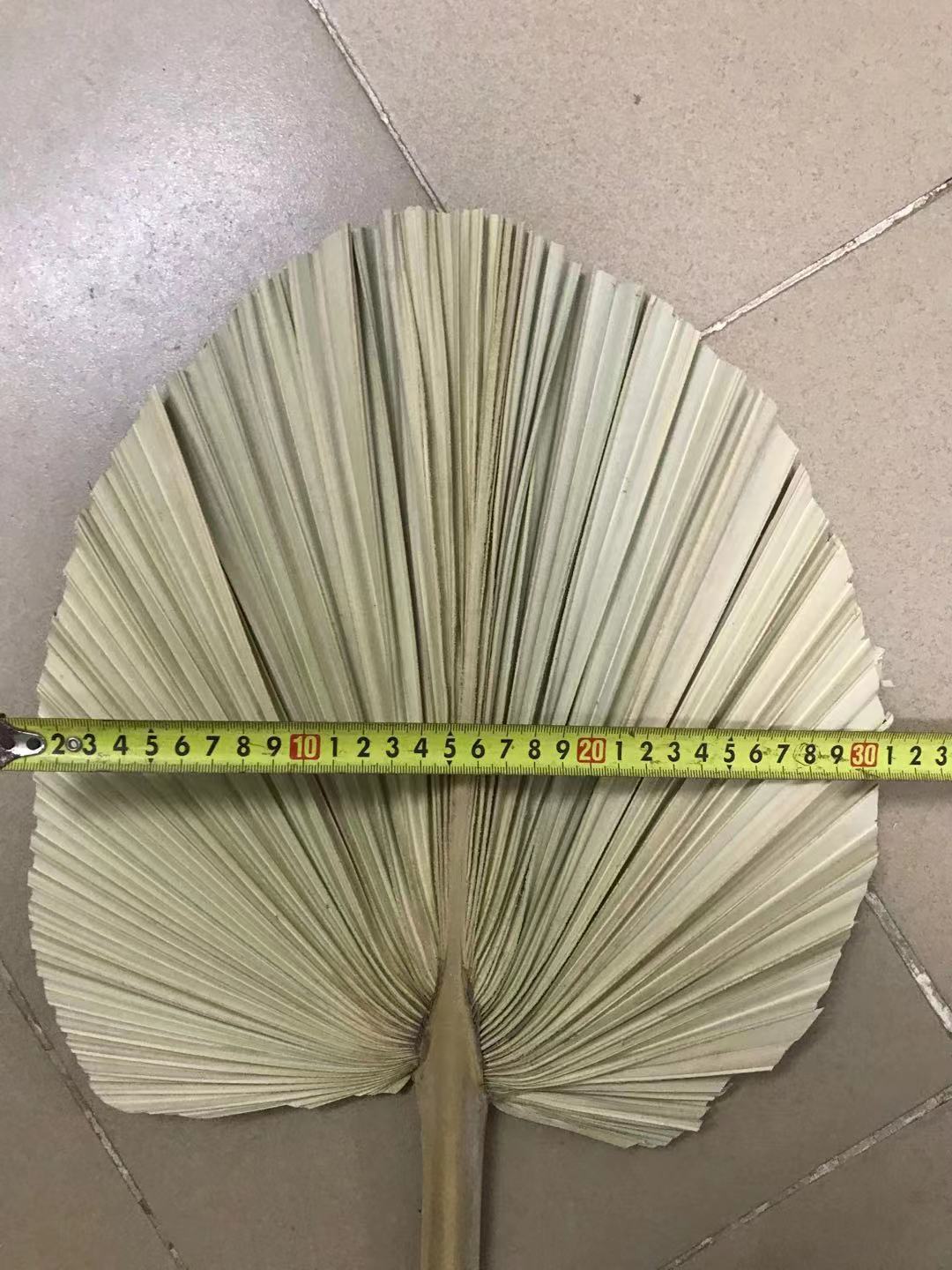 家居装饰叶子北欧风蒲扇干花葵叶棕榈叶美学插花材料干花婚礼-阿里巴巴
