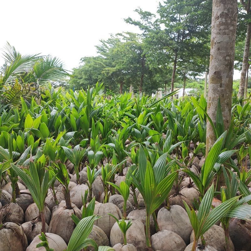 發芽椰子海南苗綠植盆栽椰寶帶皮帶殼發貨椰子樹椰苗室內觀賞植物