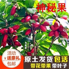 神秘果树苗四季开花当年结果变味果盆栽果树带叶带花带果包邮包活