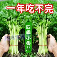 ļС۷N۲˷NͥԺ̨͟r۲߲˷N