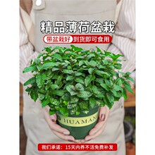 ���ʱ��ɷNֲ���ʳ�������҃��Ե����m��؈��ˮ��Gֲ����B���