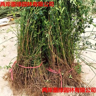 ӭӭֲ̽BNͥԺGԮٴ󴺻