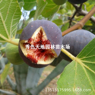 Japanese Purple Fruit No. 2 Fig Saplings Potted Ground-Planted Fig Saplings Planted in the South and North Are Easy to Survive Fruit Trees