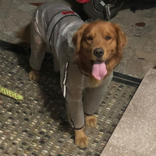 Dog raincoat clothes four-leg waterproof all-inclusive golden retriever Shiba Inu pet large dog small medium large dog clothes poncho