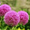 Big flower onion potted onion flowers outdoor green plants, cold -resistant heat -resistant flower and green onions, suitable for lazy flowers to plant