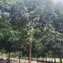 【扁桃树】_扁桃树品牌/图片/价格_扁桃树批发_阿里巴巴