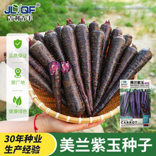 紫色胡萝卜种子孑紫黑色水果胡罗卜菜籽庭院阳台盆栽四季蔬菜种籽