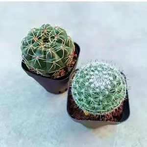 Plantas suculentas cactus plantas en maceta cactus de oficina planta en maceta cactus plantas en maceta flores en maceta