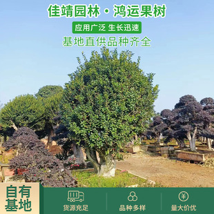 �G����ľ�o���۹ǘ����辰ͥԺ�ļ��������������\��������������