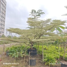 2603苗圃供应  造型 锦叶榄仁 15-20cm 弯杆 临水 斜飘 特选树