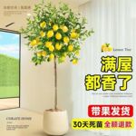 香水柠檬树盆栽带果可食用室内客厅果树绿植南北方种植四季好养活