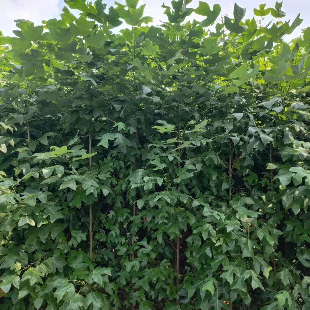 Поставка конских каштанов, саженцев конского каштана Цзюцзянь, конского каштана Цзянси, конских каштанов, 20cm конских каштана.