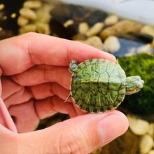 巴西龟认主迷你小乌龟活物易存活适合家养的乌龟苗活体