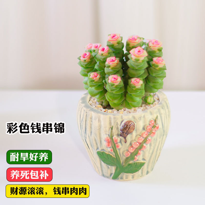 Money Plant Succulent Potted Office Desktop Easy-To-Care Foliage Flower Multi-Head Old Stump Easy-To-Care Flower for All Seasons
