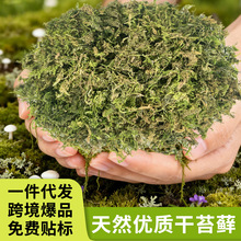 干苔藓水苔纯天然青苔兰花蝴蝶兰石斛种植专用营养土爬宠乌龟垫材