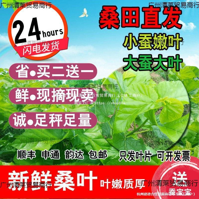 新鲜桑叶嫩现摘喂蚕送金丝蚕宝宝学生养蚕套装大叶桑树叶饲料蚕卵